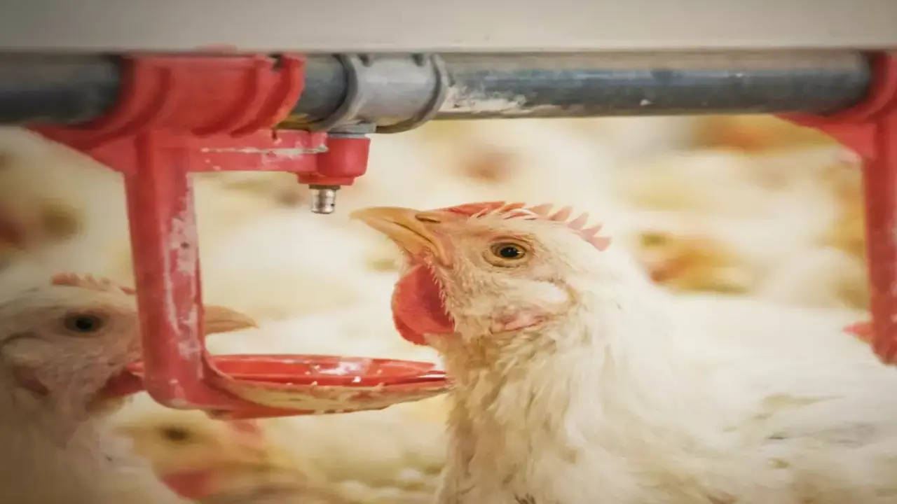 طفرة تاريخية.. شركة سعودي قاب ترفع إنتاج الدواجن إلى 1.2 مليون طن سنوياً